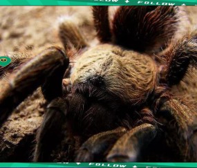 开云- 世界足球莱万多夫斯基 